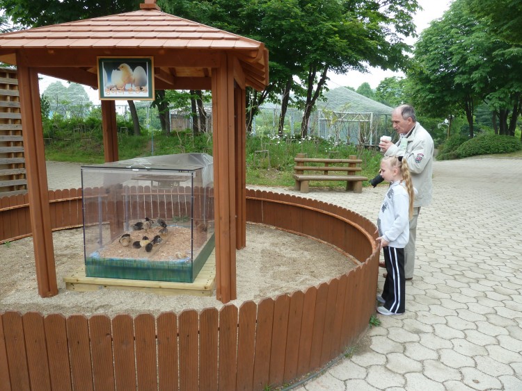 2011 год № 13 Южная Корея Сеул Seoul Zoo Сам ЗООпарк № 02 - 22 11.05.31 Seoul Zoo Зоопарк ЧАСТЬ 2 020.JPG