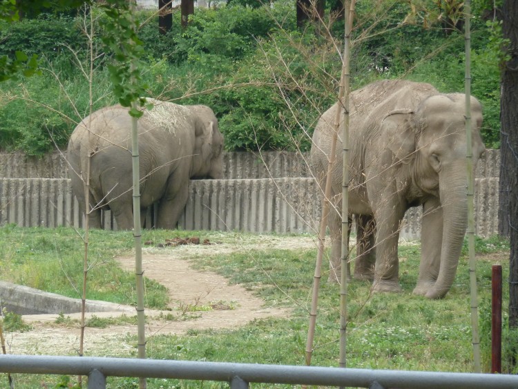 2011 год № 13 Южная Корея Сеул Seoul Zoo Сам ЗООпарк № 02 - 22 11.05.31 Seoul Zoo Зоопарк ЧАСТЬ 2 028.JPG