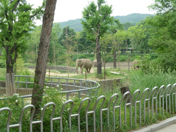 2011 год № 13 Южная Корея Сеул Seoul Zoo Сам ЗООпарк № 02 - 22 11.05.31 Seoul Zoo Зоопарк ЧАСТЬ 2 029.JPG