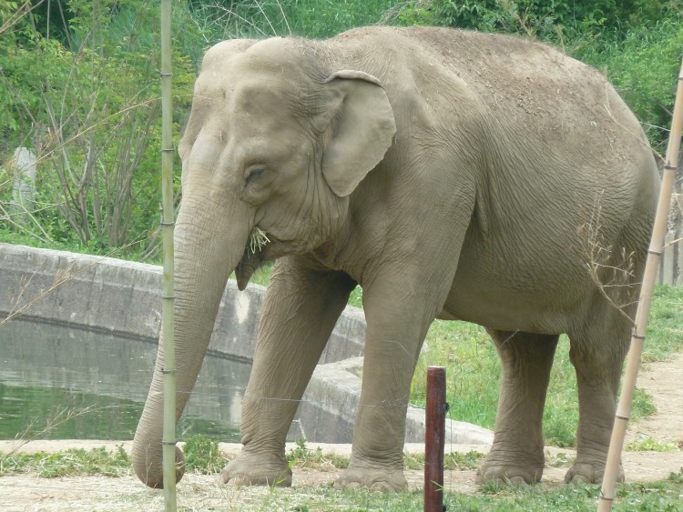 2011 год № 13 Южная Корея Сеул Seoul Zoo Сам ЗООпарк № 02 - 22 11.05.31 Seoul Zoo Зоопарк ЧАСТЬ 2 031.JPG