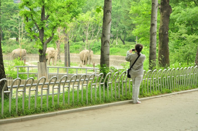 2011 год № 13 Южная Корея Сеул Seoul Zoo Сам ЗООпарк № 02 - 22 11.05.31 Seoul Zoo Зоопарк ЧАСТЬ 2 032.JPG