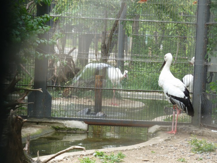 2011 год № 13 Южная Корея Сеул Seoul Zoo Сам ЗООпарк № 02 - 22 11.05.31 Seoul Zoo Зоопарк ЧАСТЬ 2 036.JPG