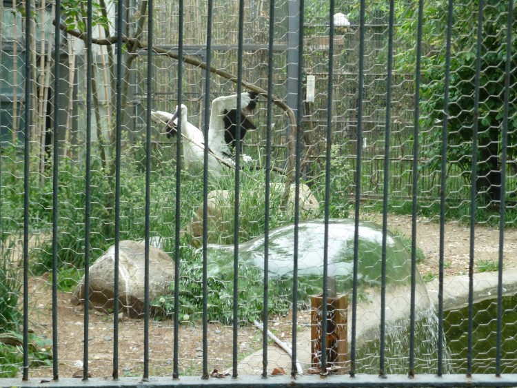 2011 год № 13 Южная Корея Сеул Seoul Zoo Сам ЗООпарк № 02 - 22 11.05.31 Seoul Zoo Зоопарк ЧАСТЬ 2 037.JPG