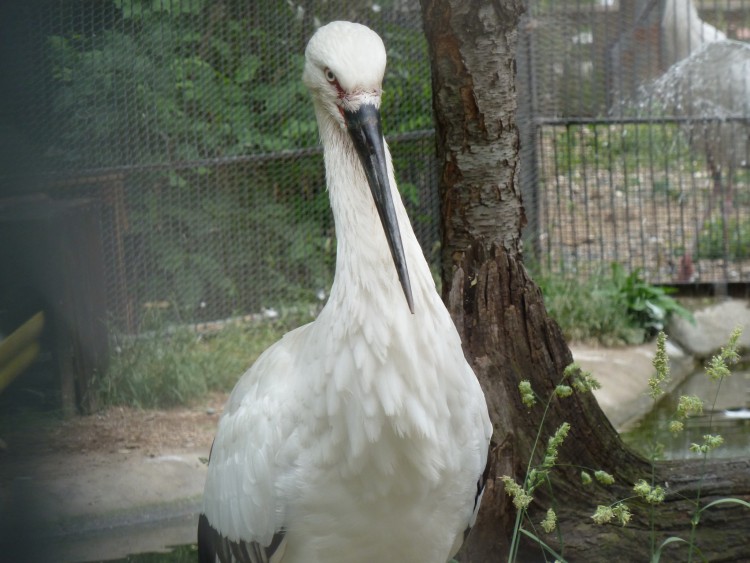 2011 год № 13 Южная Корея Сеул Seoul Zoo Сам ЗООпарк № 02 - 22 11.05.31 Seoul Zoo Зоопарк ЧАСТЬ 2 038.JPG