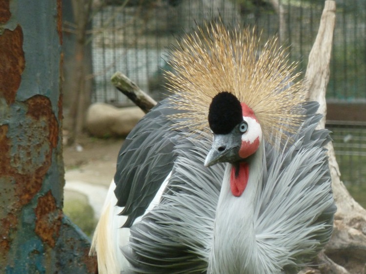 2011 год № 13 Южная Корея Сеул Seoul Zoo Сам ЗООпарк № 02 - 22 11.05.31 Seoul Zoo Зоопарк ЧАСТЬ 2 041.JPG