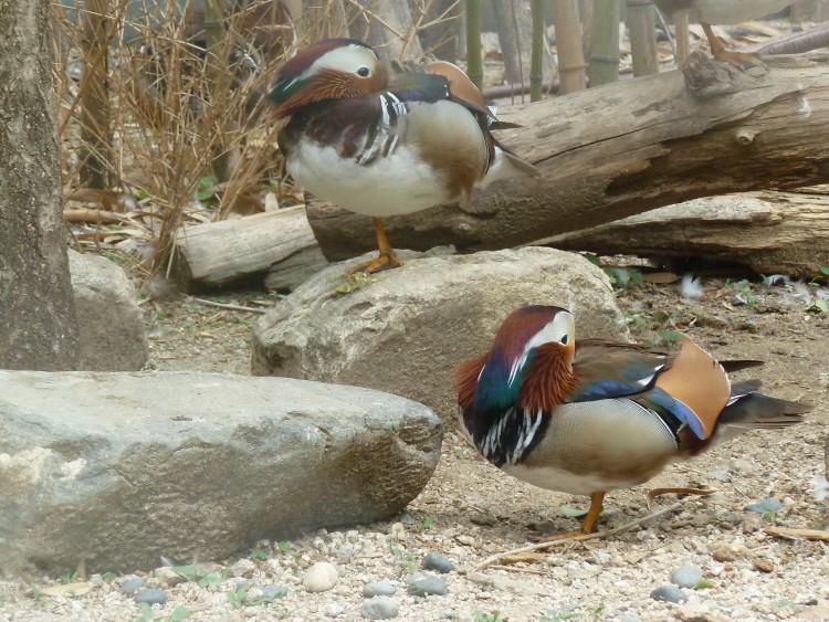 2011 год № 13 Южная Корея Сеул Seoul Zoo Сам ЗООпарк № 02 - 22 11.05.31 Seoul Zoo Зоопарк ЧАСТЬ 2 042.JPG