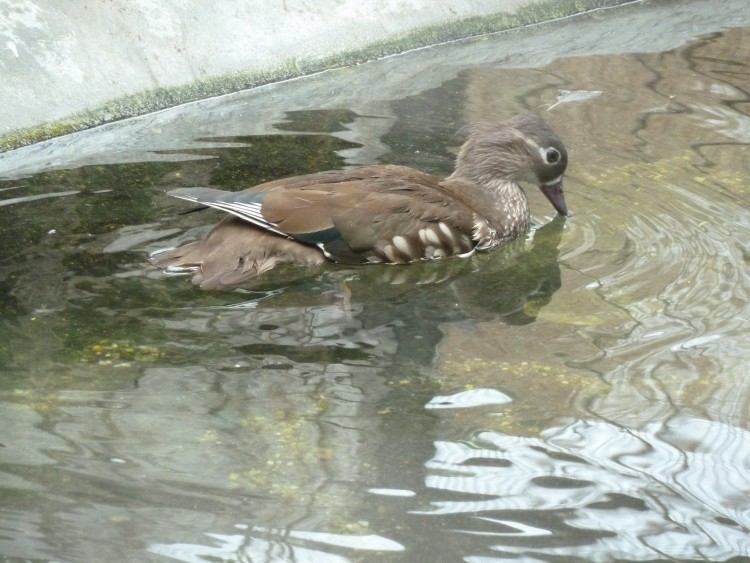 2011 год № 13 Южная Корея Сеул Seoul Zoo Сам ЗООпарк № 02 - 22 11.05.31 Seoul Zoo Зоопарк ЧАСТЬ 2 044.JPG