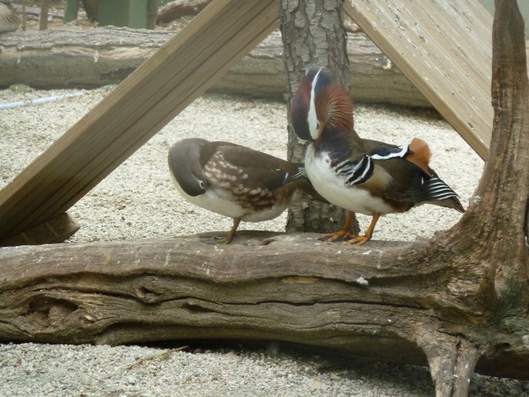 2011 год № 13 Южная Корея Сеул Seoul Zoo Сам ЗООпарк № 02 - 22 11.05.31 Seoul Zoo Зоопарк ЧАСТЬ 2 047.JPG