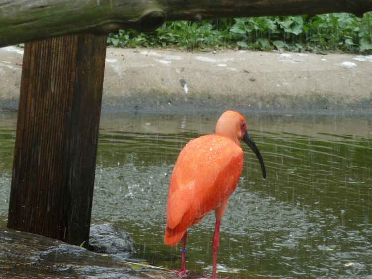 2011 год № 13 Южная Корея Сеул Seoul Zoo Сам ЗООпарк № 02 - 22 11.05.31 Seoul Zoo Зоопарк ЧАСТЬ 2 048.JPG