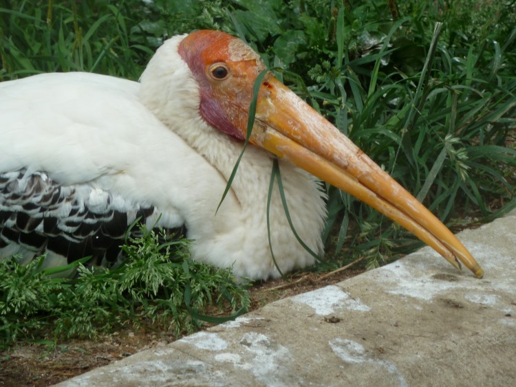 2011 год № 13 Южная Корея Сеул Seoul Zoo Сам ЗООпарк № 02 - 22 11.05.31 Seoul Zoo Зоопарк ЧАСТЬ 2 053.JPG