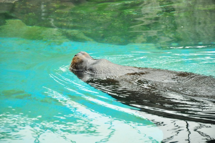 2011 год № 13 Южная Корея Сеул Seoul Zoo Сам ЗООпарк № 02 - 22 11.05.31 Seoul Zoo Зоопарк ЧАСТЬ 2 069.JPG