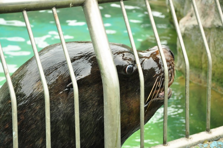 2011 год № 13 Южная Корея Сеул Seoul Zoo Сам ЗООпарк № 02 - 22 11.05.31 Seoul Zoo Зоопарк ЧАСТЬ 2 070.JPG