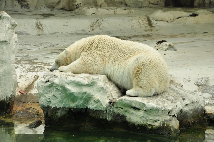 2011 год № 13 Южная Корея Сеул Seoul Zoo Сам ЗООпарк № 02 - 22 11.05.31 Seoul Zoo Зоопарк ЧАСТЬ 2 075.JPG