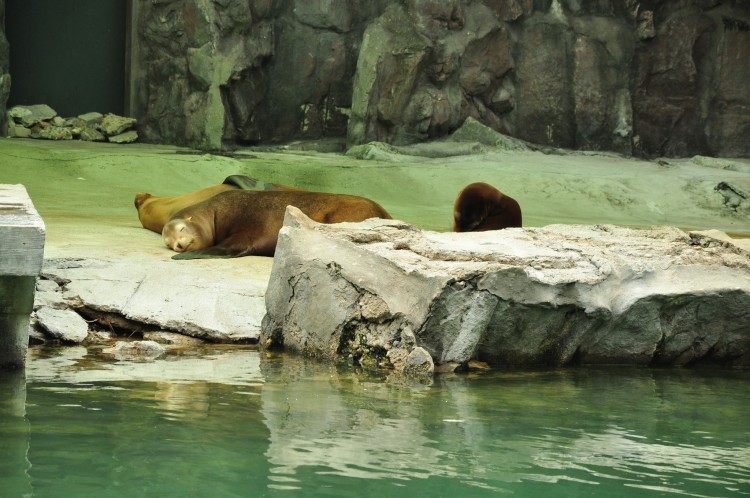 2011 год № 13 Южная Корея Сеул Seoul Zoo Сам ЗООпарк № 02 - 22 11.05.31 Seoul Zoo Зоопарк ЧАСТЬ 2 078.JPG