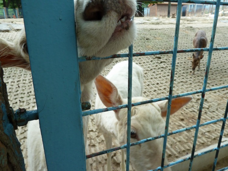 2011 год № 13 Южная Корея Сеул Seoul Zoo Сам ЗООпарк № 02 - 22 11.05.31 Seoul Zoo Зоопарк ЧАСТЬ 2 166.JPG