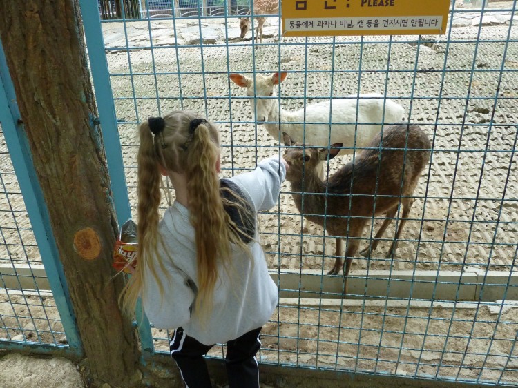 2011 год № 13 Южная Корея Сеул Seoul Zoo Сам ЗООпарк № 02 - 22 11.05.31 Seoul Zoo Зоопарк ЧАСТЬ 2 170.JPG