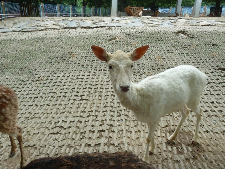 2011 год № 13 Южная Корея Сеул Seoul Zoo Сам ЗООпарк № 02 - 22 11.05.31 Seoul Zoo Зоопарк ЧАСТЬ 2 171.JPG