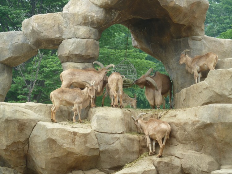 2011 год № 13 Южная Корея Сеул Seoul Zoo Сам ЗООпарк № 02 - 24 11.05.31 Seoul Zoo Зоопарк ЧАСТЬ 3 094.JPG