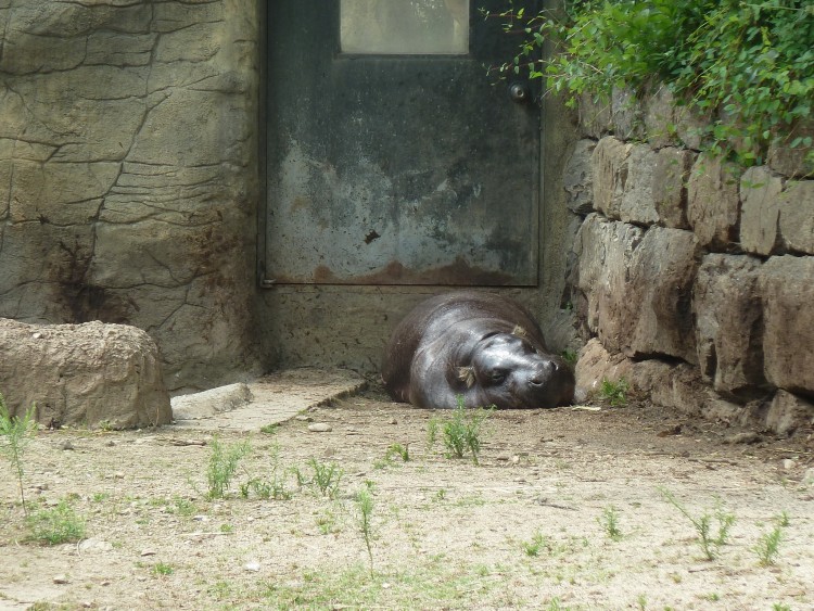 2011 год № 13 Южная Корея Сеул Seoul Zoo Сам ЗООпарк № 02 - 24 11.05.31 Seoul Zoo Зоопарк ЧАСТЬ 3 108.JPG