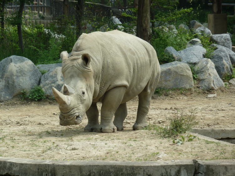 2011 год № 13 Южная Корея Сеул Seoul Zoo Сам ЗООпарк № 02 - 24 11.05.31 Seoul Zoo Зоопарк ЧАСТЬ 3 110.JPG