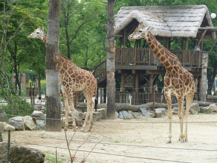 2011 год № 13 Южная Корея Сеул Seoul Zoo Сам ЗООпарк № 02 - 24 11.05.31 Seoul Zoo Зоопарк ЧАСТЬ 3 121.JPG