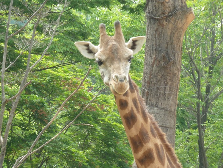 2011 год № 13 Южная Корея Сеул Seoul Zoo Сам ЗООпарк № 02 - 24 11.05.31 Seoul Zoo Зоопарк ЧАСТЬ 3 123.JPG