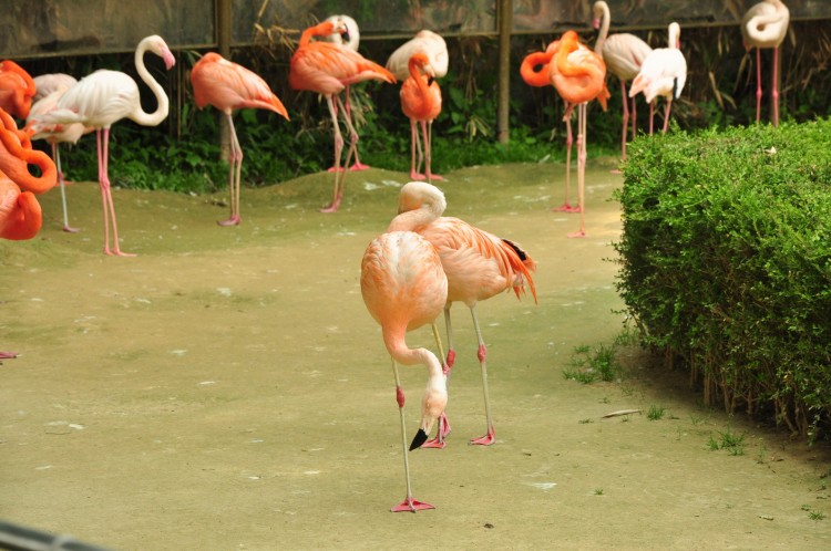 2011 год № 13 Южная Корея Сеул Seoul Zoo Сам ЗООпарк № 02 - 24 11.05.31 Seoul Zoo Зоопарк ЧАСТЬ 3 165.JPG