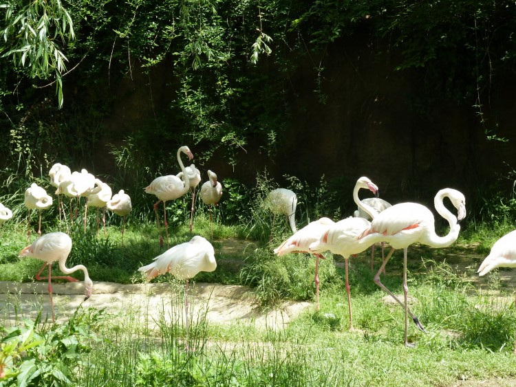 2011 год № 26 Южная Корея Сеул Everland (Samsung) ЗООпарк - 50 11.06.03 Everland Парк Exciting Zoo Зоопарк 061.JPG