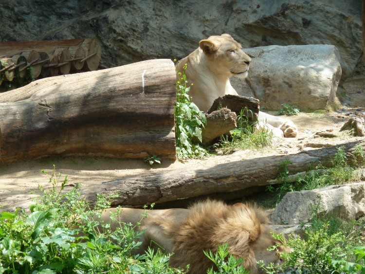 2011 год № 26 Южная Корея Сеул Everland (Samsung) ЗООпарк - 50 11.06.03 Everland Парк Exciting Zoo Зоопарк 070.JPG