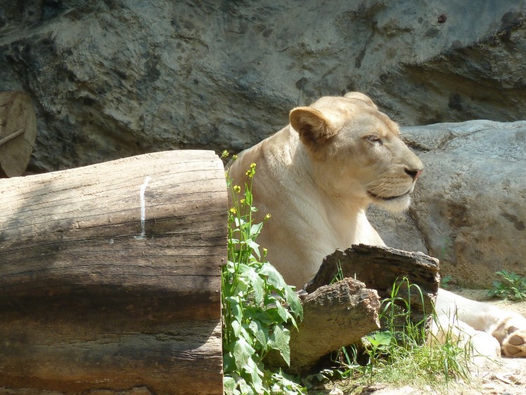 2011 год № 26 Южная Корея Сеул Everland (Samsung) ЗООпарк - 50 11.06.03 Everland Парк Exciting Zoo Зоопарк 071.JPG