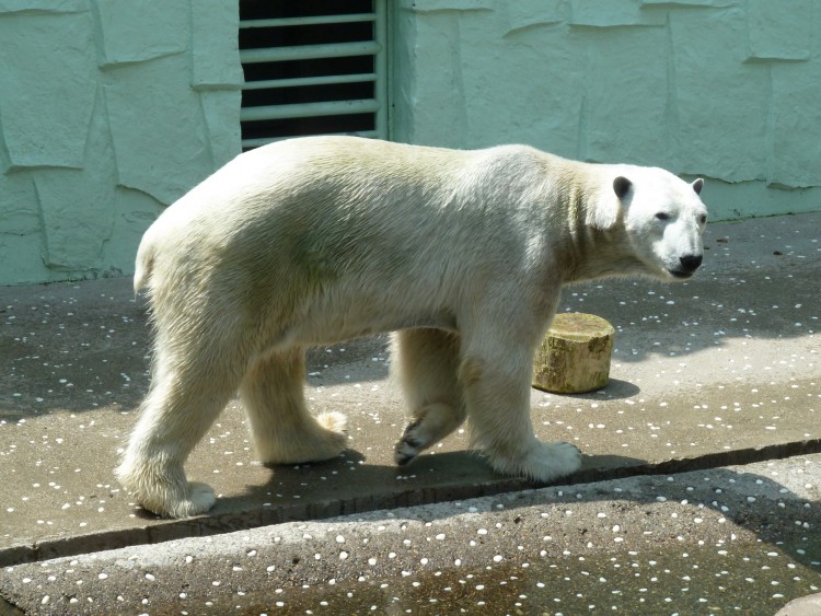 2011 год № 26 Южная Корея Сеул Everland (Samsung) ЗООпарк - 50 11.06.03 Everland Парк Exciting Zoo Зоопарк 075.JPG