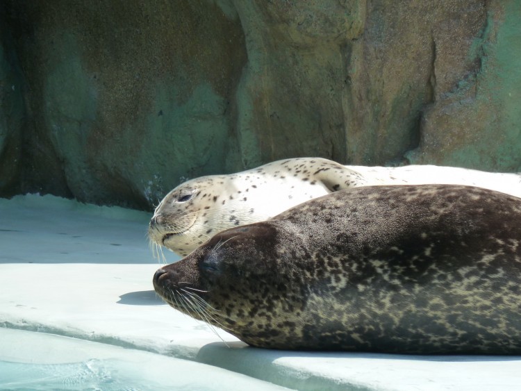 2011 год № 26 Южная Корея Сеул Everland (Samsung) ЗООпарк - 50 11.06.03 Everland Парк Exciting Zoo Зоопарк 080.JPG