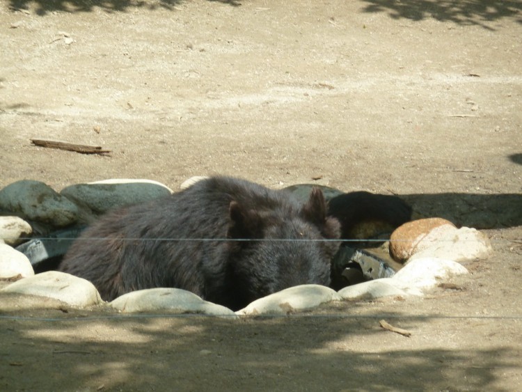 2011 год № 26 Южная Корея Сеул Everland (Samsung) ЗООпарк - 50 11.06.03 Everland Парк Exciting Zoo Зоопарк 144.JPG