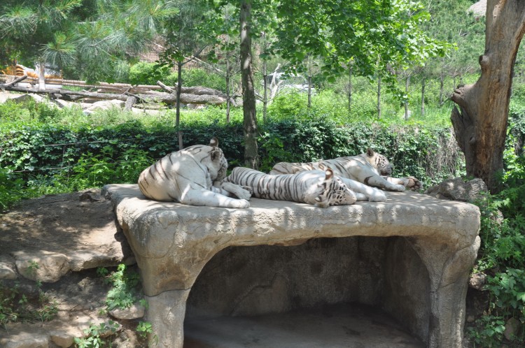 2011 год № 26 Южная Корея Сеул Everland (Samsung) ЗООпарк - 50 11.06.03 Everland Парк Exciting Zoo Зоопарк 145.JPG