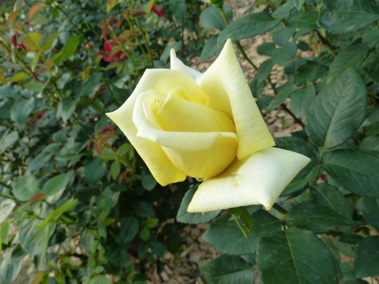 2011 год № 30 Южная Корея Сеул Everland Samsung Rose Garden - 56 11.06.03 Everland Парк Rose Garden 005.JPG