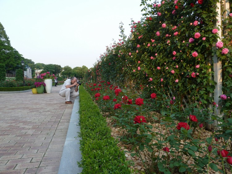 2011 год № 30 Южная Корея Сеул Everland Samsung Rose Garden - 56 11.06.03 Everland Парк Rose Garden 022.JPG