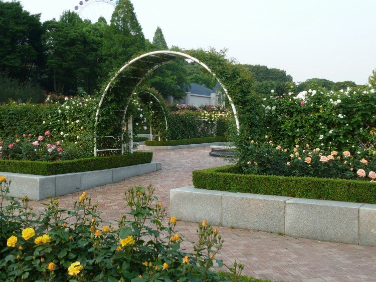 2011 год № 30 Южная Корея Сеул Everland Samsung Rose Garden - 56 11.06.03 Everland Парк Rose Garden 030.JPG