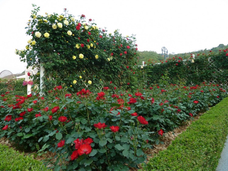 2011 год № 30 Южная Корея Сеул Everland Samsung Rose Garden - 56 11.06.03 Everland Парк Rose Garden 032.JPG