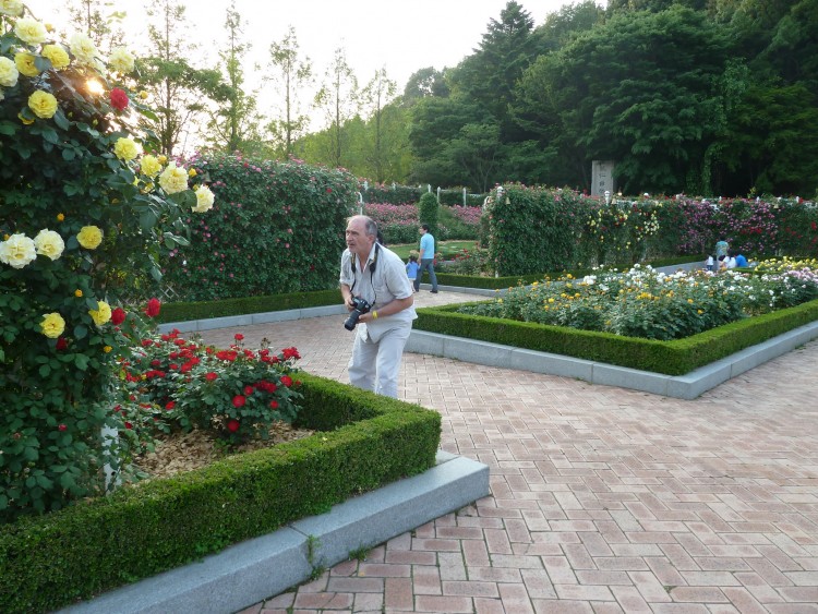 2011 год № 30 Южная Корея Сеул Everland Samsung Rose Garden - 56 11.06.03 Everland Парк Rose Garden 038.JPG