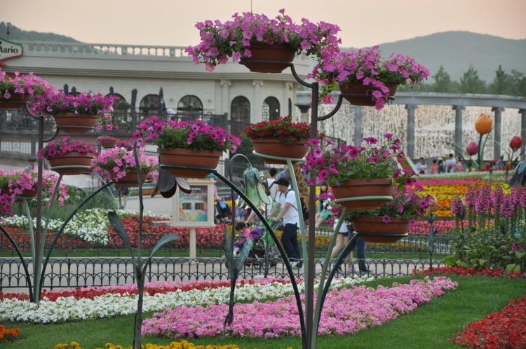 2011 год № 30 Южная Корея Сеул Everland Samsung Rose Garden - 56 11.06.03 Everland Парк Rose Garden 191.JPG