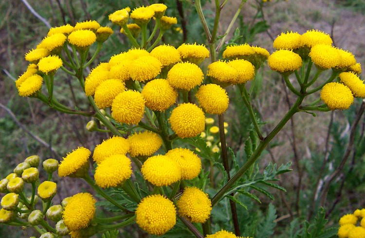 250 лекарственных растений планеты Земля - Tansy