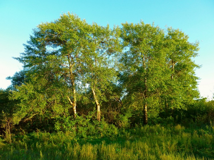 Архангеловка село Кировский район Приморский край - 10.09.09.051