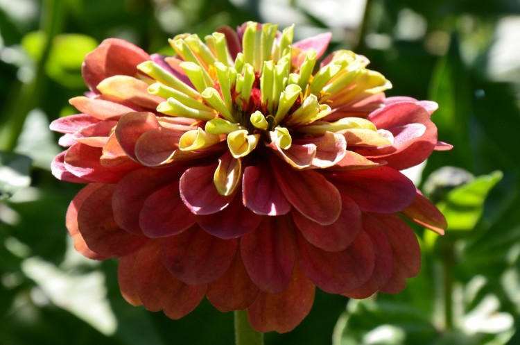 Эти красивые цветы помогают поднимать настроение - DSC_7759