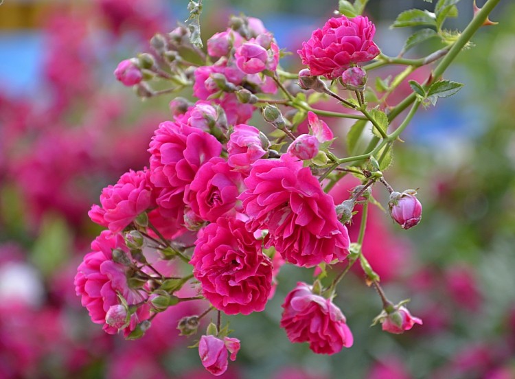 Эти красивые и прекрасные Цветы. № 09 - _DSC8512коп.JPG