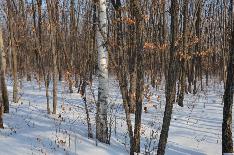 Эх. Зима 2019 - 2020 г.г. в самом разгаре и холодина - DSC_7795.JPG