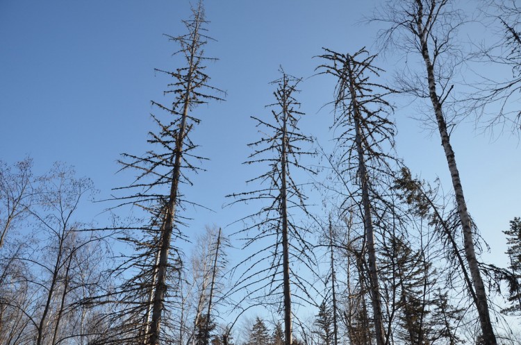 Горный поселок Кировский район Приморский край - 14.02.21 Горное Мы четверо 036