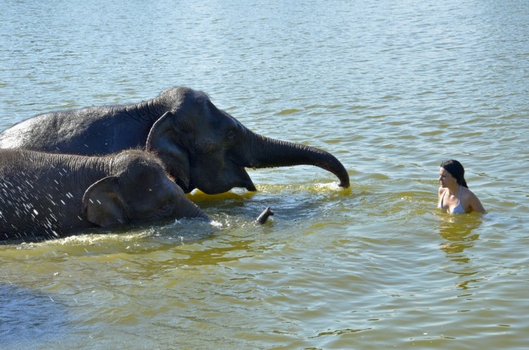 Как купали однажды слонов у нас на пруду - _DSC9093коп.JPG