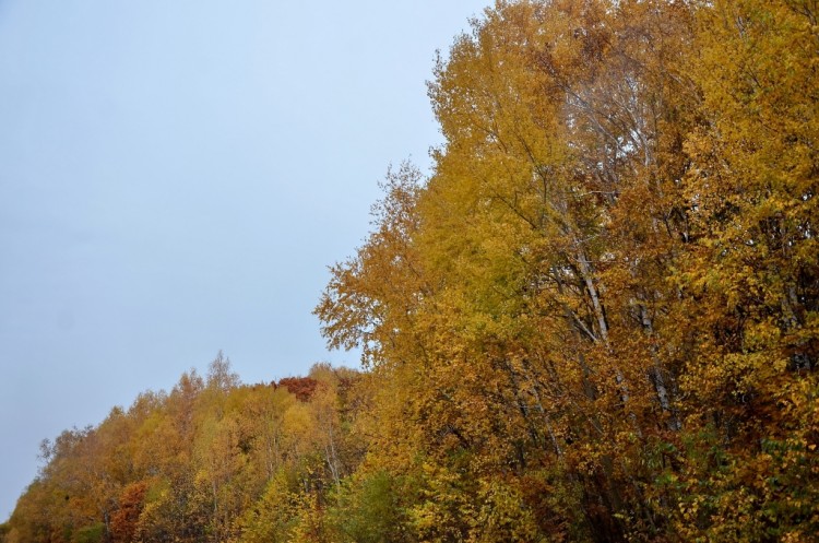 Как мы осень в Приморском крае искали и шишки - DSC_1681.JPG