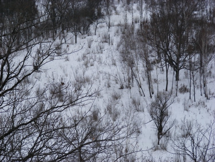 Крыловка село Кировский район Приморский край - 09.02.12.055