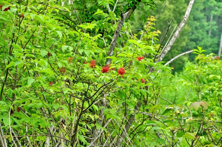 Лес - царь спокойствия, тишины и благодати № 01 - DSC_5815.JPG